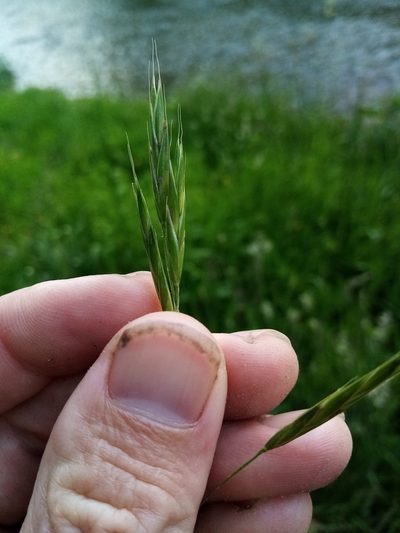 Bromus sitchensis, photographed by Joe Potter Butler