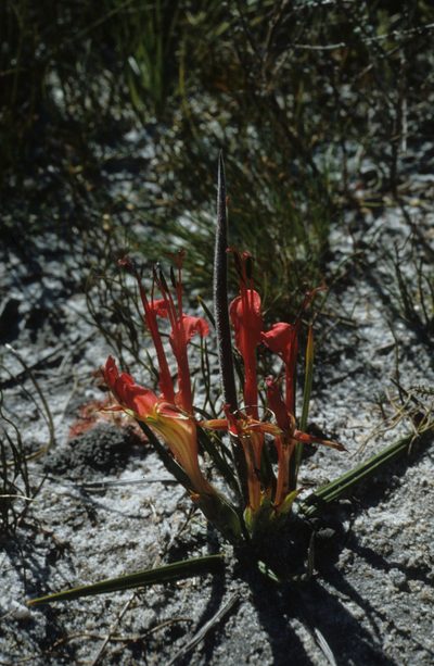 Babiana ringens, photographed by Tom Lloyd Evans