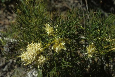 Serruria collina, photographed by Tom Lloyd Evans