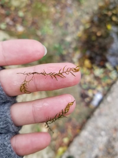 Fissidens fontanus, photographed by Christen Warkoczewski