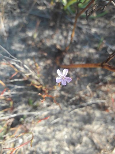 Limonium virgatum, photographed by Bastien Alegot