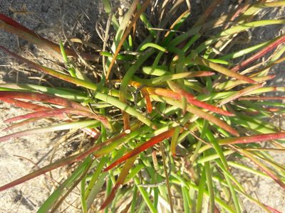Plantago crassifolia, photographed by Bastien Alegot