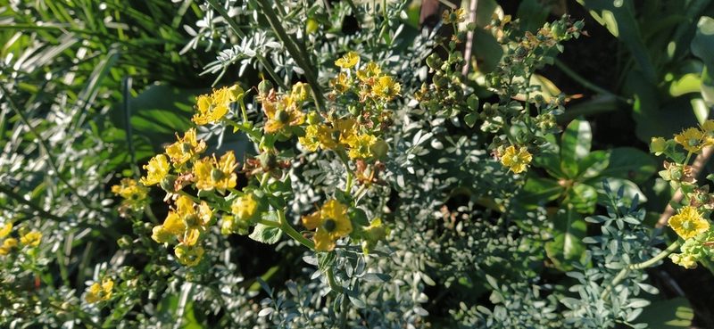Ruta graveolens, photographed by Axel Ruiz