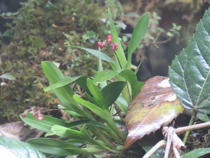 Cyrtochilum rhodoneurum, photographed by Vincent A. Vos