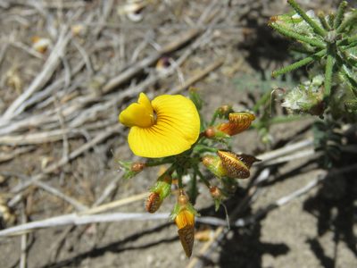 Adesmia corymbosa, photographed by Nicolas Olejnik