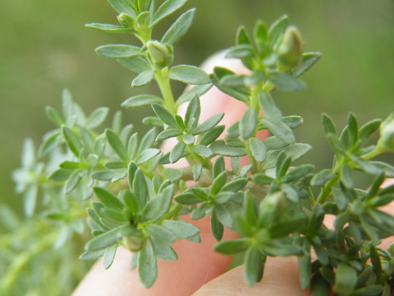 Lobelia sonderiana, photographed by Antoinette Eyssell Knox