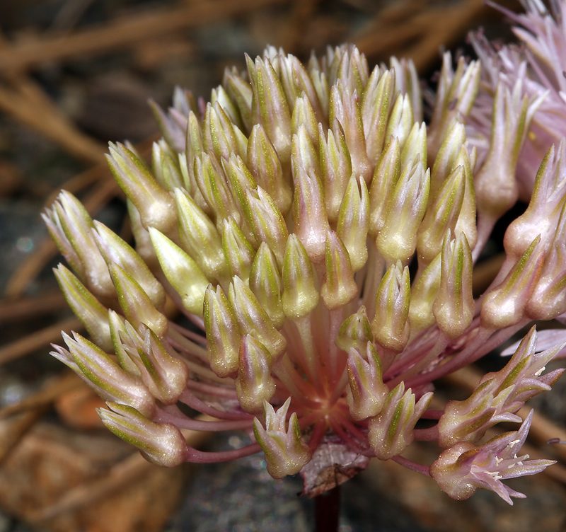 Allium hoffmanii, photographed by Steve Matson