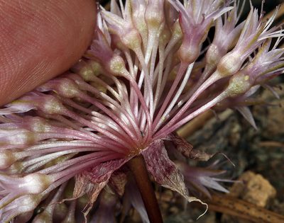 Allium hoffmanii, photographed by Steve Matson
