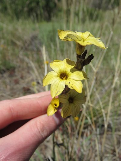 Sisyrinchium arenarium, photographed by Nicolas Olejnik