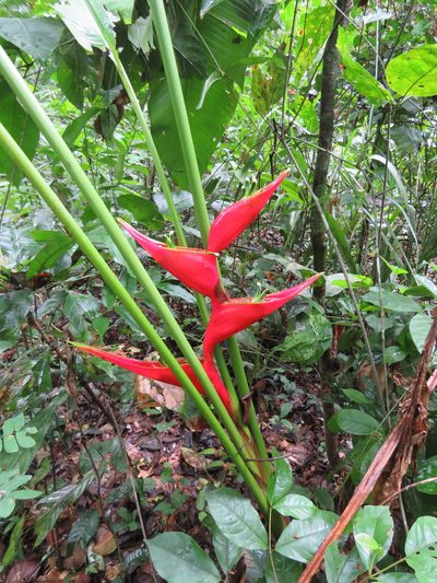 Heliconia stricta, photographed by Vincent A. Vos