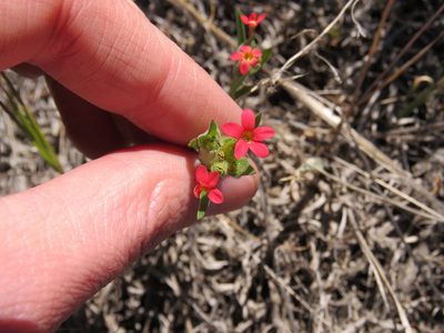 Collomia biflora, photographed by Nicolas Olejnik