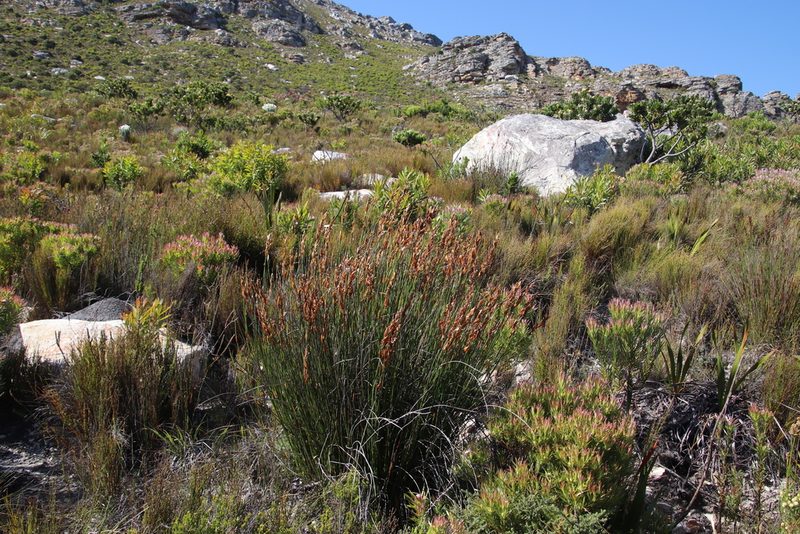 Elegia racemosa, photographed by Tony Rebelo