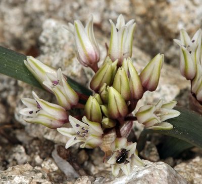 Allium siskiyouense, photographed by Steve Matson