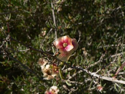 Soda oppositifolia, photographed by Yves Bas