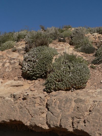Euphorbia officinarum, photographed by Yves Bas