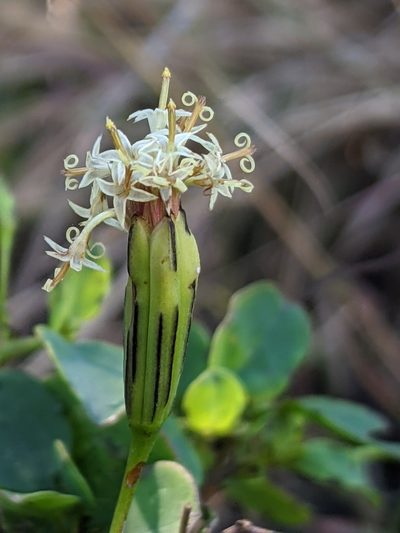 Porophyllum punctatum, photographed by Lyrae