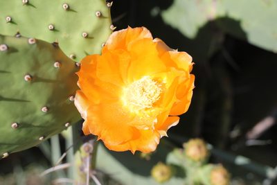 Opuntia megapotamica, photographed by Romi Galeota Lencina