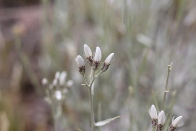 Hyalis argentea, photographed by Romi Galeota Lencina