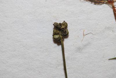Potamogeton confervoides, photographed by Allan Harris