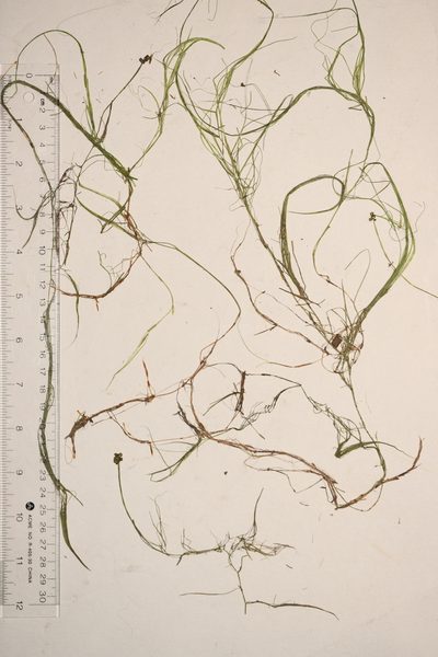Potamogeton confervoides, photographed by Allan Harris