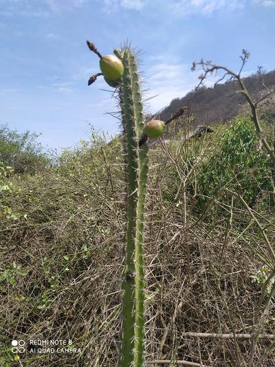 Praecereus euchlorus, photographed by Ileana Herrera