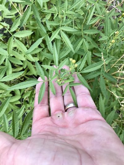 Tagetes lemmonii, photographed by CK2AZ