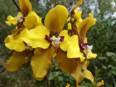 Cyrtochilum macranthum, photographed by Tristan Jobin