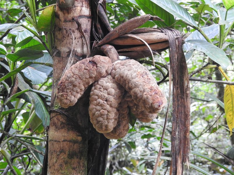 Wettinia maynensis, photographed by Tristan Jobin