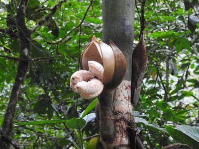 Wettinia maynensis, photographed by Tristan Jobin