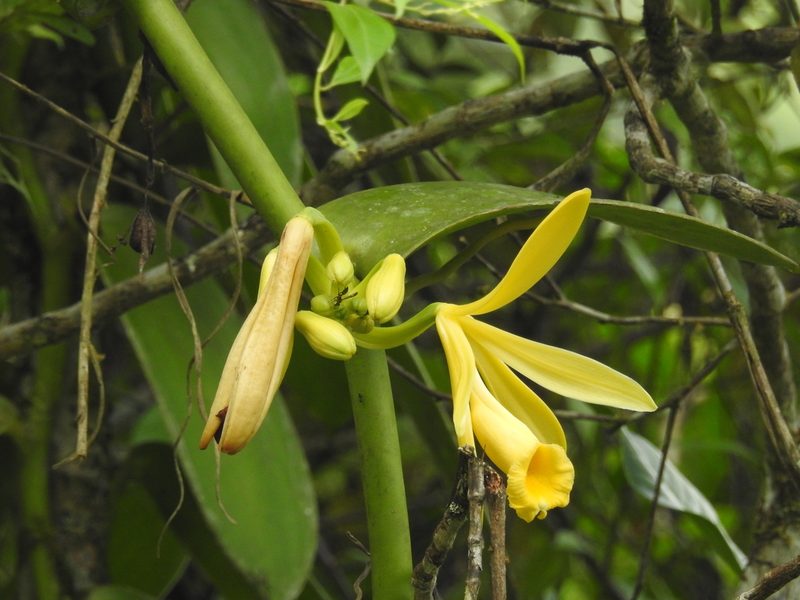 Vanilla pompona, photographed by Tristan Jobin