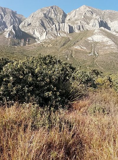 Hesperaloe funifera, photographed by Francisco Martínez González