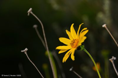 Zexmenia buphtalmiflora, photographed by Tomás Carranza Perales