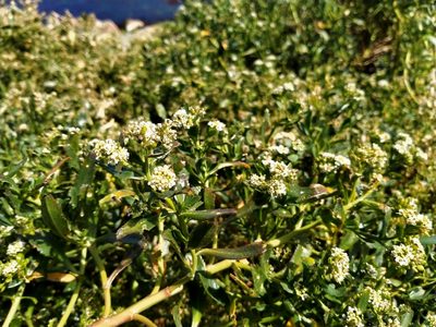 Lepidium crassum, photographed by John Barkla
