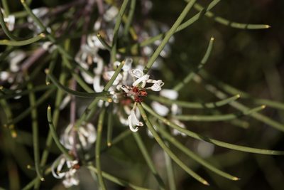 Hakea rostrata, photographed by Kym Nicolson