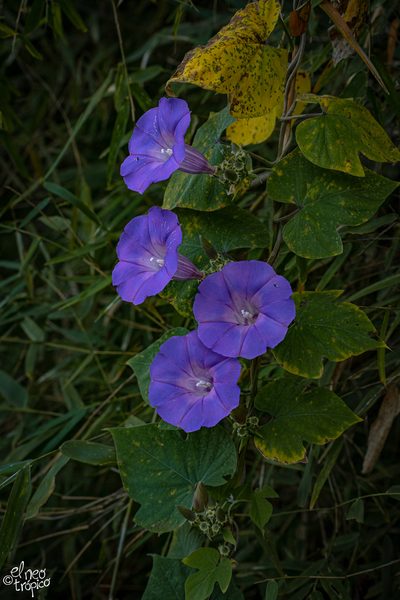 Ipomoea leucotricha, photographed by Daniel Pineda Vera