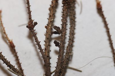 Arceuthobium pusillum, photographed by Allan Harris