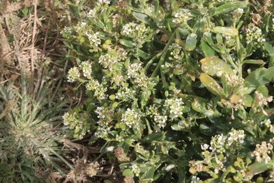 Lepidium crassum, photographed by Kathy Warburton