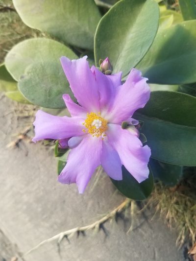 Pereskia grandifolia, photographed by geralg
