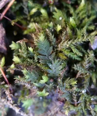 Fissidens bushii, photographed by Zihao Wang