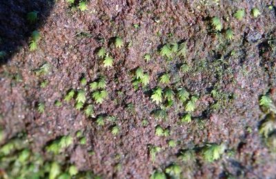 Fissidens bryoides, photographed by Zihao Wang