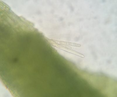 Fissidens bushii, photographed by Zihao Wang