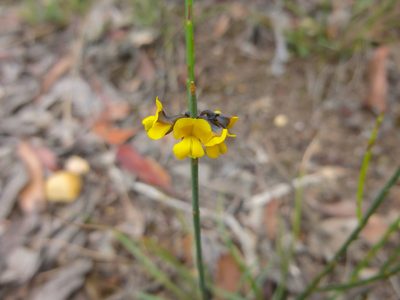 Sphaerolobium minus, photographed by Kiri Bee