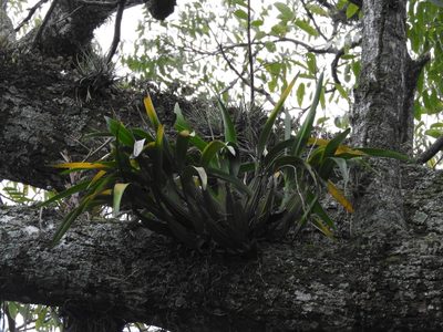 Prosthechea radiata, photographed by Victor De la Cruz