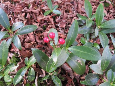 Skimmia japonica, photographed by Marco Mussita