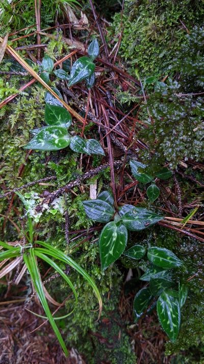 Goodyera maculata, photographed by Cheng-Te Hsu