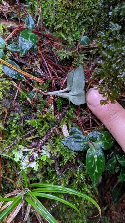 Goodyera maculata, photographed by Cheng-Te Hsu