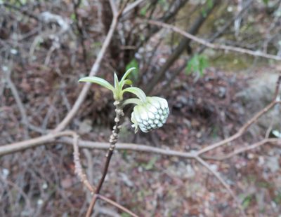 Edgeworthia chrysantha, photographed by Marco Mussita