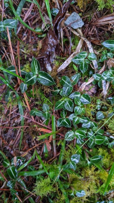 Goodyera velutina, photographed by Cheng-Te Hsu