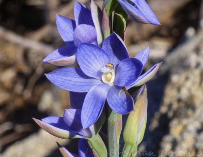 Thelymitra aristata, photographed by Brendan Costello