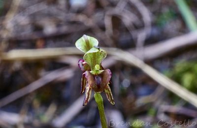 Townsonia viridis, photographed by Brendan Costello